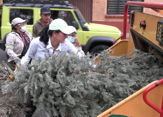 En el marco de las acciones para preservar el medio ambiente en la alcaldía, se recolectaron y procesaron 5 mil 10 árboles de Navidad naturales, mil más que en 2023, en el programa “Árbol por Árbol”, informó la alcaldesa Lía Limón. FOTO: Especial