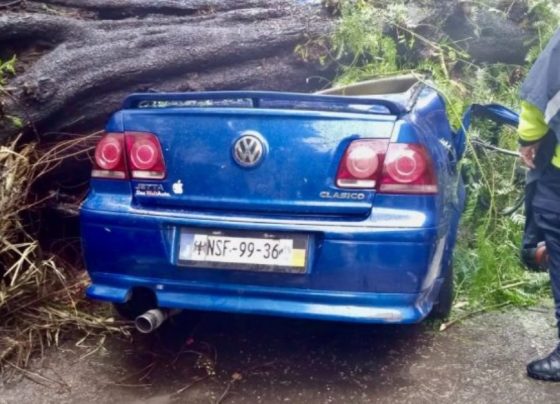 Cae árbol sobre auto en colonia Nápoles; mujer muere y su bebé sobrevive.