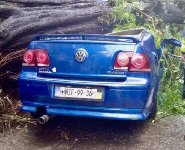 Cae árbol sobre auto en colonia Nápoles; mujer muere y su bebé sobrevive.