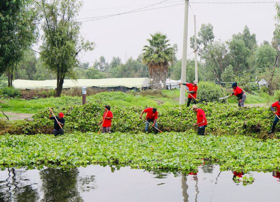 La alcaldesa Circe Camacho Bastida, la Alcaldía Xochimilco puso en marcha un programa intensivo de limpieza de canales y retiro de lirio acuático, como parte de una estrategia integral para recuperar el sistema de canales de la zona chinampera.