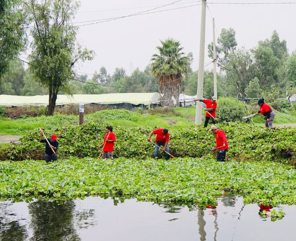 La alcaldesa Circe Camacho Bastida, la Alcaldía Xochimilco puso en marcha un programa intensivo de limpieza de canales y retiro de lirio acuático, como parte de una estrategia integral para recuperar el sistema de canales de la zona chinampera.