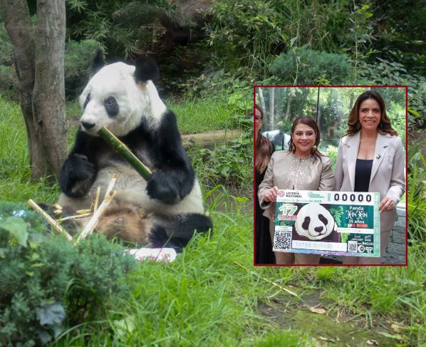 La jefa de Gobierno, Clara Brugada Molina encabezó la develación del billete de la Lotería Nacional “Panda Xin Xin 35 años” con lo que se otorga un reconocimiento a la osa gigante de 35 años de edad –equivalentes a más 100 de humano–, siempre viviendo en el Zoológico de Chapultepec. FOTOS: Especial